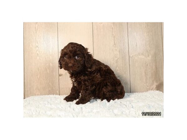 Cock A Poo-DOG-Female-Chocolate-21413-Petland Batavia, Illinois