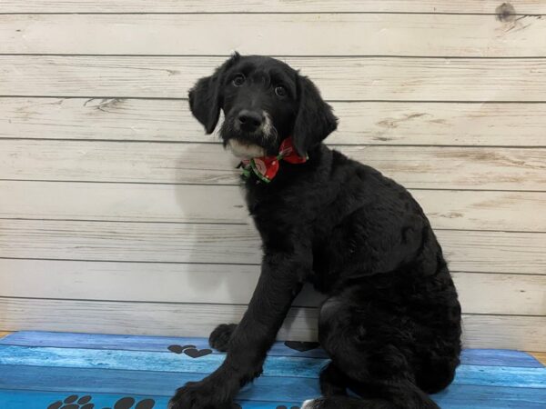 Poodle/Anatolian Shepherd-DOG-Female-Black-13200-Petland Batavia, Illinois