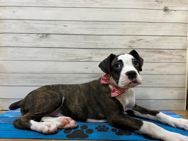 Boxer-DOG-Female-Brindle-13196-Petland Batavia, Illinois