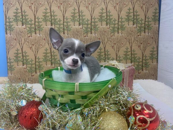 Chihuahua DOG Male Blue / White 21148 Petland Batavia, Illinois