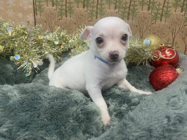 Chihuahua DOG Female White 21147 Petland Batavia, Illinois