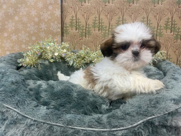 Shih Tzu-DOG-Male-White / Gold-21152-Petland Batavia, Illinois
