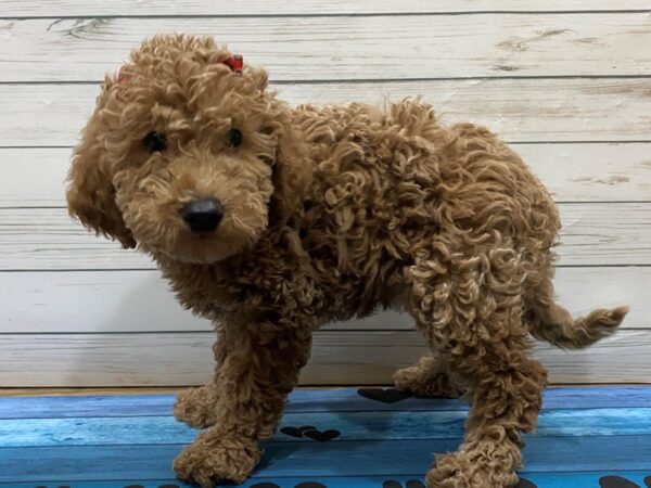 Goldendoodle Mini 2nd Gen DOG Female Apricot 13210 Petland Batavia, Illinois