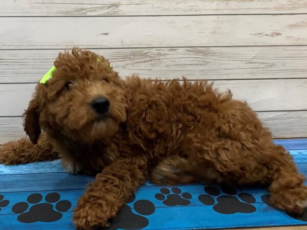 Goldendoodle Mini 2nd Gen-DOG-Female-Red-13209-Petland Batavia, Illinois