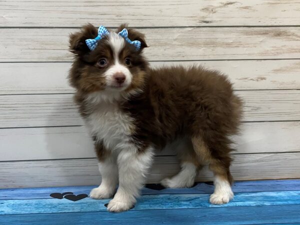 Toy Australian Shepherd DOG Female Black Tri 13208 Petland Batavia, Illinois