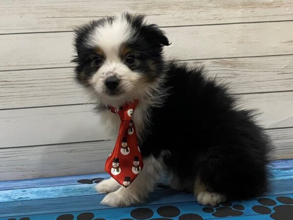 Toy Australian Shepherd DOG Male Black Tri 13207 Petland Batavia, Illinois