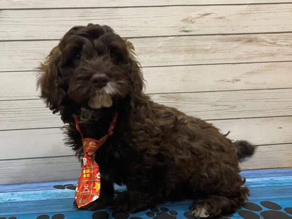 Cockapoo DOG Male Chocolate and White 13206 Petland Batavia, Illinois