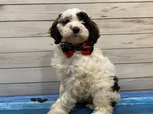 Cockapoo-DOG-Female-Chocolate, White Markings-13205-Petland Batavia, Illinois