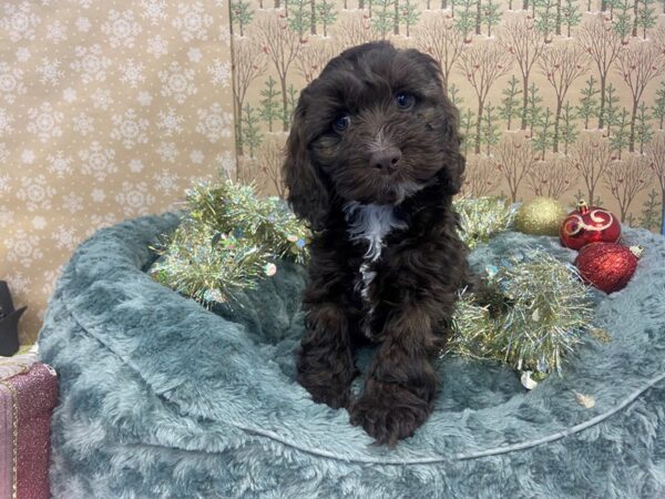 Cockapoo DOG Female Chocolate, White Markings 21178 Petland Batavia, Illinois