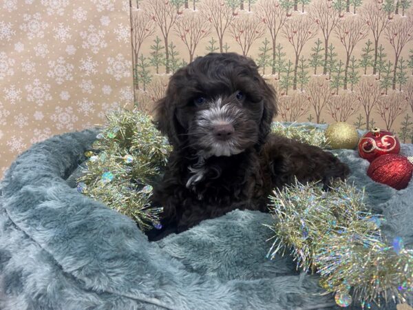 Cockapoo DOG Male Chocolate, White Markings 21177 Petland Batavia, Illinois