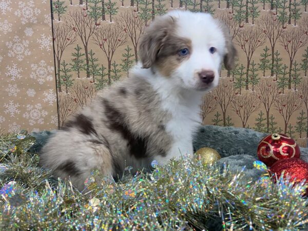 Toy Australian Shepherd DOG Male Red Merle 21172 Petland Batavia, Illinois