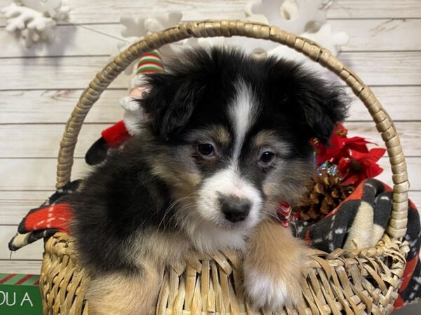 Toy Australian Shepherd DOG Female Red Tri 21419 Petland Batavia, Illinois