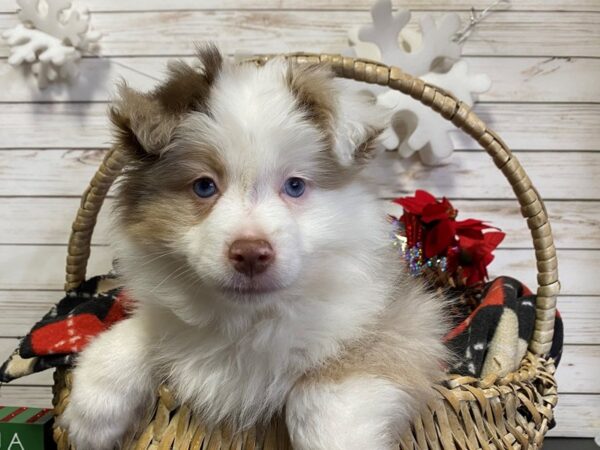 Toy Australian Shepherd DOG Male Red Merle 21418 Petland Batavia, Illinois