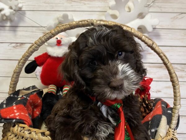 Cockapoo DOG Male Chocolate, White Markings 21417 Petland Batavia, Illinois