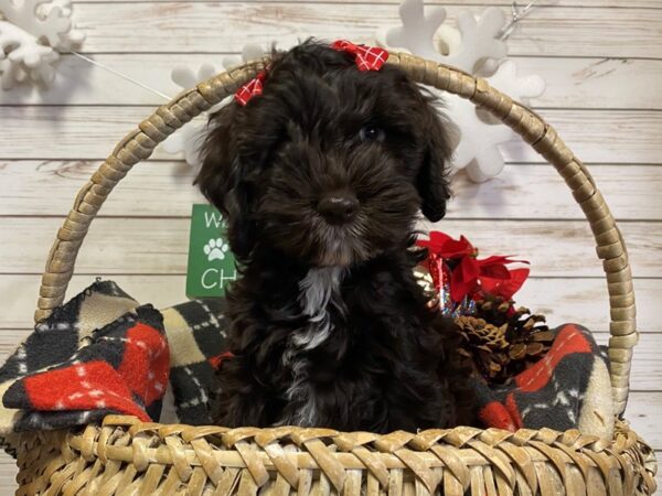 Cockapoo DOG Female Chocolate, White Markings 21416 Petland Batavia, Illinois