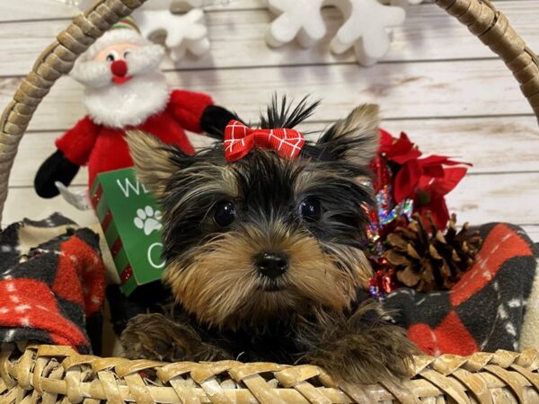 Yorkshire Terrier DOG Female Black 21412 Petland Batavia, Illinois