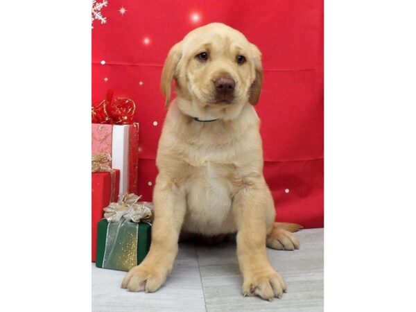 Labrador Retriever DOG Female Yellow 21426 Petland Batavia, Illinois