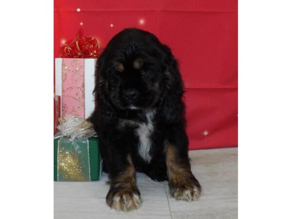 Cocker Spaniel DOG Male Black / Tan 21424 Petland Batavia, Illinois