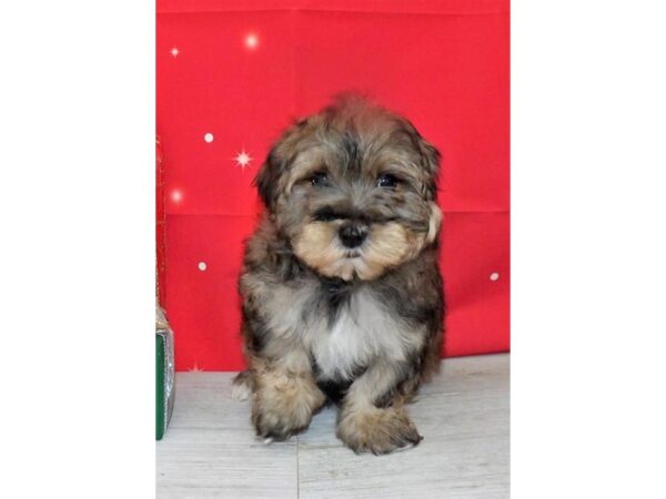 Morkie DOG Female Gold 21432 Petland Batavia, Illinois