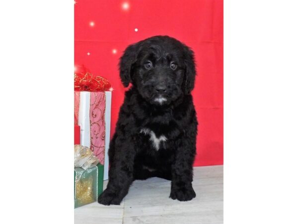 Goldendoodle DOG Male Black 21427 Petland Batavia, Illinois