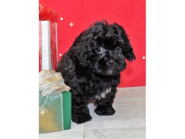 Shih Poo DOG Female Black 21429 Petland Batavia, Illinois