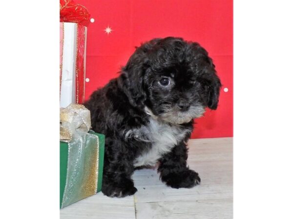 Shih Poo DOG Male Black 21430 Petland Batavia, Illinois