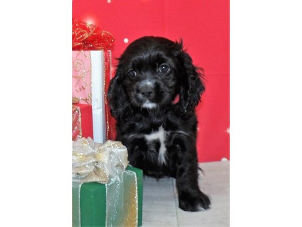 Cocker Tzu-DOG-Female-Black-21431-Petland Batavia, Illinois