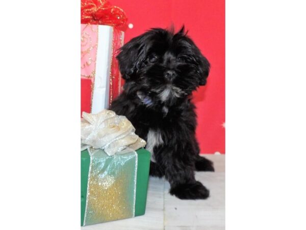 Havanese DOG Female Black 21425 Petland Batavia, Illinois