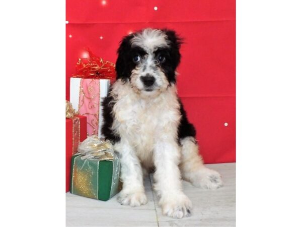 Aussiedoodle DOG Female Black 21428 Petland Batavia, Illinois