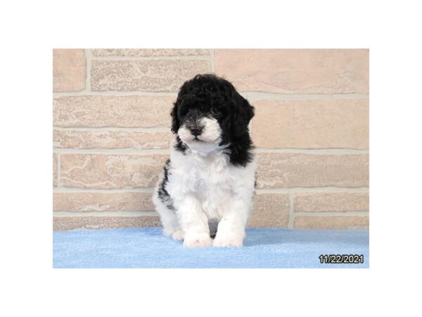 Poodle Mini-DOG-Male-Black / White-13226-Petland Batavia, Illinois