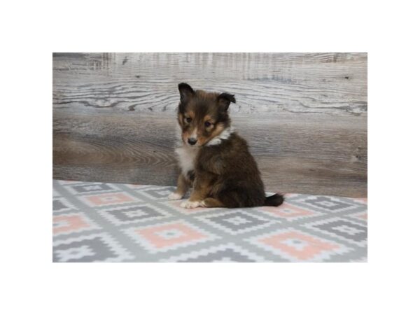 Shetland Sheepdog DOG Female Sable / White 13227 Petland Batavia, Illinois