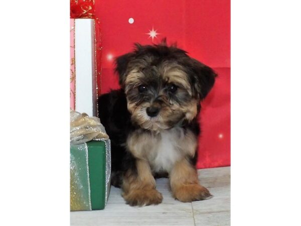 Morkie DOG Female Black / Tan 21196 Petland Batavia, Illinois