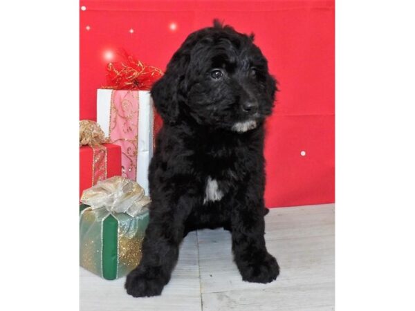 Goldendoodle DOG Female Black 21190 Petland Batavia, Illinois