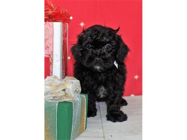 Shih Poo DOG Male Black 21195 Petland Batavia, Illinois