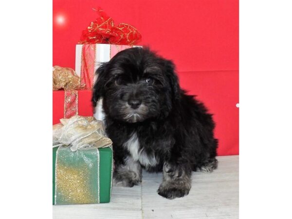 Havachon-DOG-Male-Black / Tan-21194-Petland Batavia, Illinois