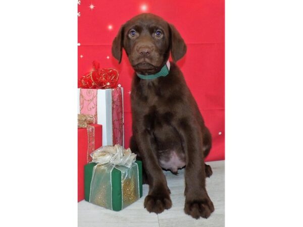 Labrador Retriever DOG Male Chocolate 21203 Petland Batavia, Illinois