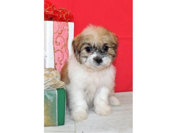 Teddy Bear DOG Female Gold / White 21192 Petland Batavia, Illinois