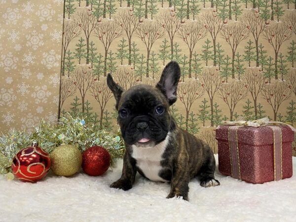 French Bulldog DOG Male Brindle 21440 Petland Batavia, Illinois