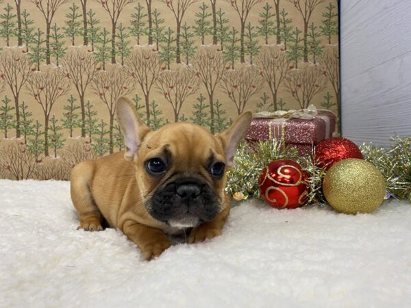 French Bulldog DOG Male Red Fawn, Black Mask 21441 Petland Batavia, Illinois