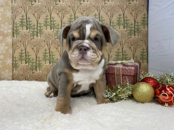 English Bulldog DOG Female Lilac Tri Color 21439 Petland Batavia, Illinois