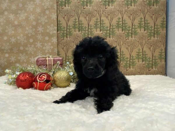 Poodle Mini-DOG-Female-Black-21200-Petland Batavia, Illinois