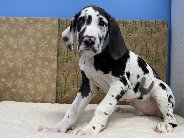 Great Dane DOG Male Harlequin 21202 Petland Batavia, Illinois