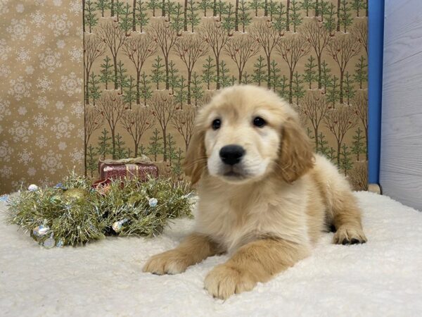 Golden Retriever-DOG-Female-Golden-21189-Petland Batavia, Illinois