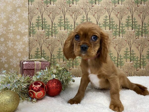 Cavalier King Charles Spaniel DOG Female Ruby 21199 Petland Batavia, Illinois