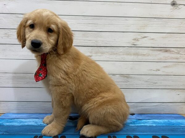 Golden Retriever-DOG-Male-Golden-13214-Petland Batavia, Illinois