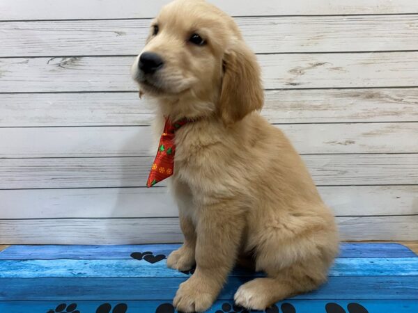 Golden Retriever-DOG-Male-Golden-13213-Petland Batavia, Illinois