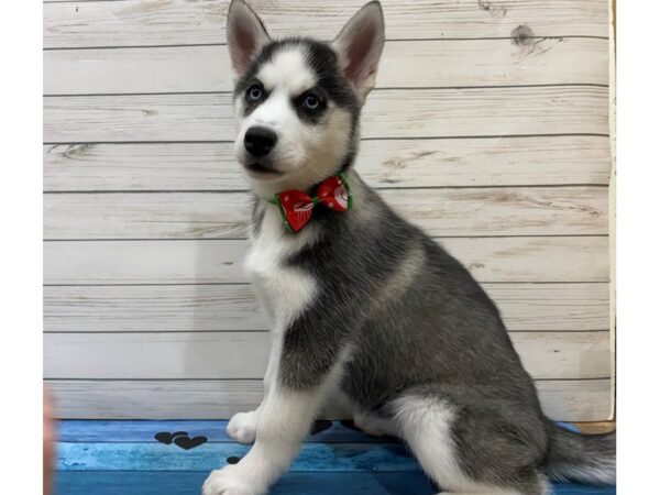 Siberian Husky DOG Female Black and White 13212 Petland Batavia, Illinois