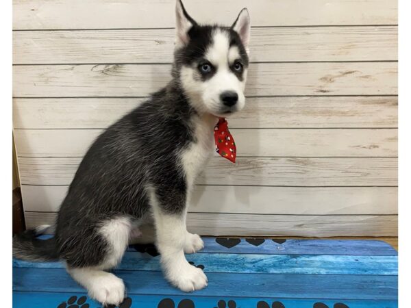 Siberian Husky DOG Male Black and White 13211 Petland Batavia, Illinois