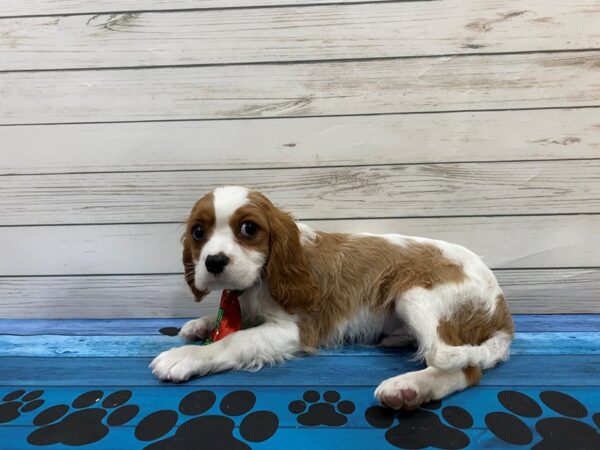 Cavalier King Charles Spaniel DOG Male Blenheim 13230 Petland Batavia, Illinois