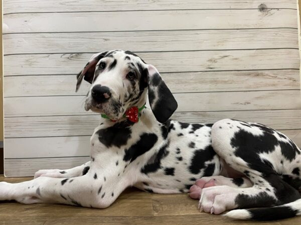 Great Dane DOG Female Harlequin 13229 Petland Batavia, Illinois